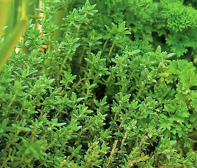 £1.69 • Buy Thyme - Thymus Officinalis - 2500 High Quality Herb Seeds /opal