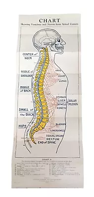 1910s National Stamping And Electric Works Spinal Vertebrae Nerves Medical Chart • $108.85