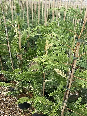 5x Leylandii Green Conifer Harlequin Hedging Trees 2 Lt Pots 3-4 Foot Tall • £34.99