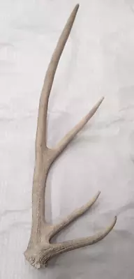 Natural Real Elk Antler Shed Decor Crafts Rustic Antlers Display Home Cabin • $39.99