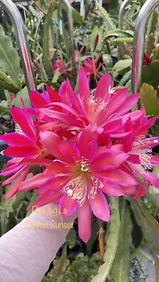 Rooted Epiphyllum Orchid Cactus “Ocean Sunset ”Growing In 1 Gallon Pot. • $25