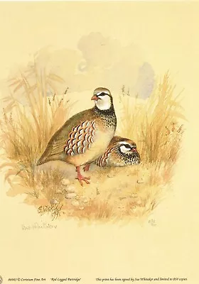 £5.95 • Buy Red Legged Partridge Print, Red Legged Partridge Picture Limited Edition SW003