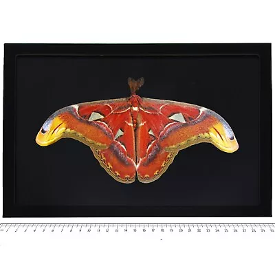 Attacus Atlas Male RESTING POSE BLACK BACKGROUND Mimic Moth Indonesia • $72