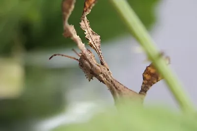 £4 • Buy Extatosoma Tiaratum L3-L4 Nymphs Macleays Spectre (Livefood) Stick Insect Female