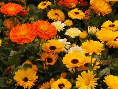 Calendula Pacific Beauty Mix 50 Fresh Seeds Free Shipping  • $1.49