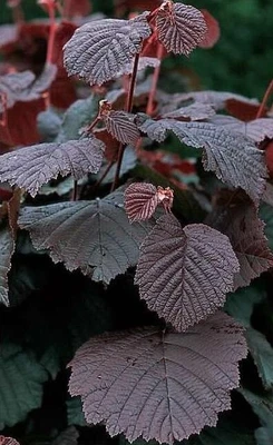 £8 • Buy PURPLE HAZEL TREE Corylus Maxima Purpurea