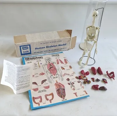 Vtg Ideal Skeleton Anatomical Model Science Educational Vital Organs Usa • $105.99