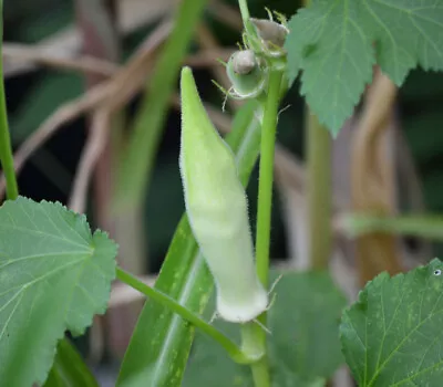 OKRA SILVER QUEEN WHITE SEEDS Vegetable Seed Ladys Finger Seeds White Okra Seeds • $2