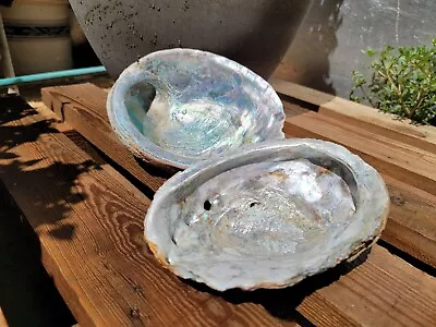 Large Red Abalone Sea Shell Ocean  Set Of 2 Natural  8.25  X 6.50  Iridescent • $40