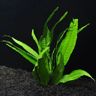 *BUY 2 GET 1 FREE* Java Fern Microsorum Pteropus Easy Live Aquarium Plants ✅ • $8.99