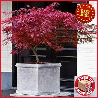 Acer Tree Japanese Maple Palmatum Dissectum Firecracker Dwarf Tree 2-3L Pot  • £44.98