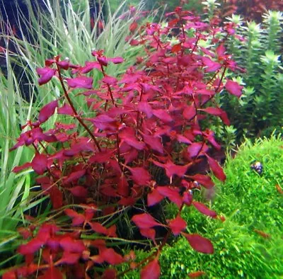 $9.95 • Buy Ludwigia Super Red - Live Beginner Aquarium Stem Plant For Fish Tank Aquascape