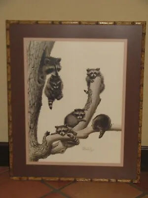 Vintage Guy Coheleach  Raccoons  Signed Framed Print • $175