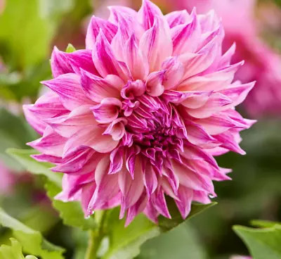 Size #1 Dahlia Dinnerplate Clump- Pink 'Cafe Au  Lait Royal' Tuber Gift Packaged • $10.99