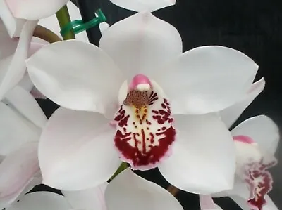 $15 • Buy OoN Cymbidium Orchid 4420 Vivacious 'SW' X Joan's Era 'Liz' 68mm SqP