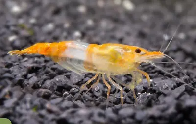 Orange Rili Shrimp Neocaridina Freshwater FREE Trumpet Snails • £42