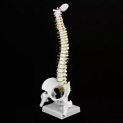 Spine Model Spine Model With Stand 45cm Removable Flexible Human Spine Model For • $23.49