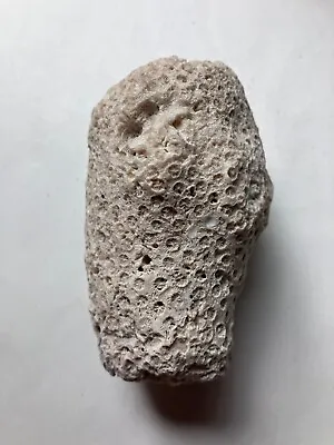 Large Real White Star Brain Coral Shell Natural Fossil Fragments Chunk Frag • $12