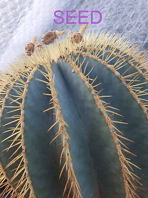 Ferocactus Glaucescens - (Blue Barrell Cactus) Fresh Seeds • £1.20