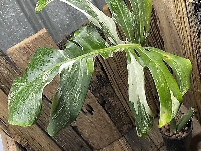 Rare Variegated Monstera Albo  Display Plant!!!. Whole Plant !! • $11.50