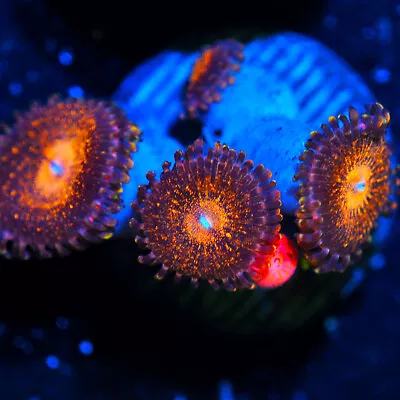 COE   Live Coral Frag ~ Mohican Sun Zoanthid Coral LPS SPS • $5.99