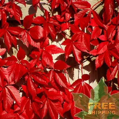 VIRGINIA CREEPER Parthenocissus Quinquefolia - 10 SEEDS. FREE S&H • $8.40