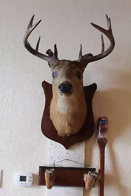 Vtg Whitetail Deer Head Shoulder Mount Taxidermy Cape Shed Antler Mule Hat Rack • $195