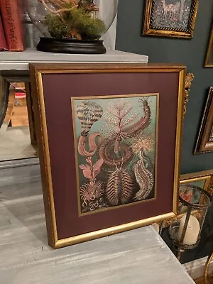 Ernst Haeckel Chaetopoda Picture. Framed • $24.89