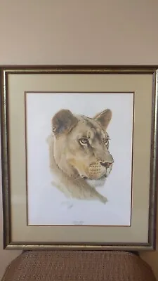 Lare Vintage Guy Coheleach Lioness Portrait  Matted And Framed • $120