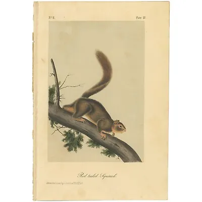 Audubon Quadrupeds Octavo Bowen 1849 H/c Litho Pl 55 Red-tailed Squirrel • $49.73