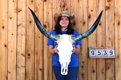 Steer Skull Polished Long Horns Mounted Art!! 3' 3  Cow Bull Longhorn H9539 • $194.95