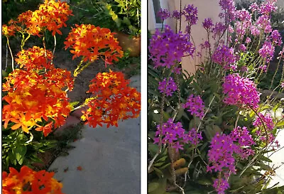 Epidendrum ORCHID 5pcs Rooted Radicans Orange Yellow/Purple Cluster Flower  • $19.99