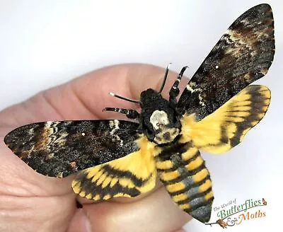 Deaths Head Hawk Moth Acherontia Atropos FEMALE  SET X1 A1- Entomology Specimen • $36.56