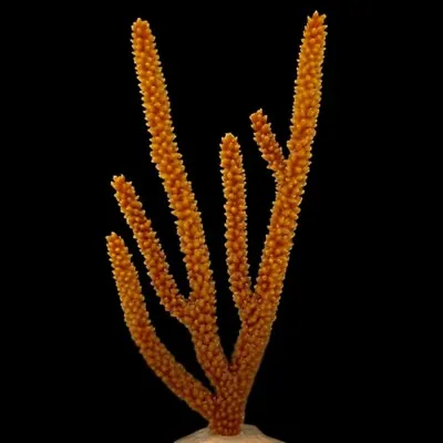 Live Coral Robbie's Corals SM Orange Spiny Sea Rod -Gorgonian 2 -2.5  • $19.99