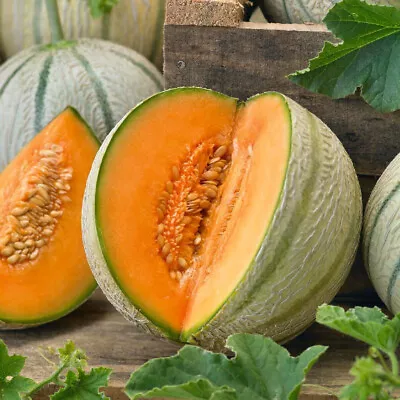 25 Tuscany Melon Seeds Non-gmo Fresh Harvest For 2024 Gardens • $2.19