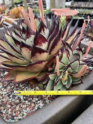 Echeveria Agavoides Ebony ( USA-022 Wide)   One Pup Fresh Cutting   Succulent • $45