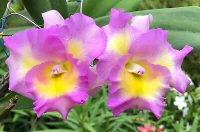 $30 • Buy Orchid Cattleya Rainbow Pink  **NEW**