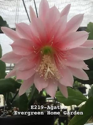 Rooted Epiphyllum Orchid Cactus “Agatha” Growing In 4” Starter Pot. • $25