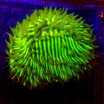 ULTRA Green Plate Coral LARGE WYSIWYG P020202 - Indigo Corals • $120