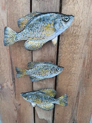 New Trio Real Skin Crappie Bluegill Fish Taxidermy  • $133.99