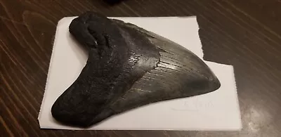 Megalodon Shark Tooth  5 3/8 Length X 3 7/8  Wide - Real Fossil - No Restoration • $240