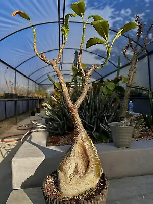 Pachypodium Baronii ( Rare Caudex Euphorbia Plant) • $3500