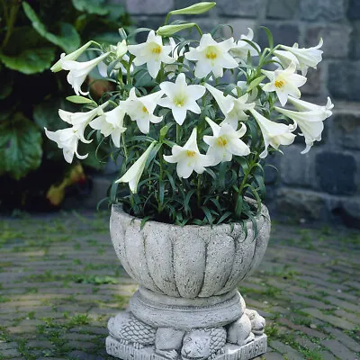 Pot Longiflorum Lily 'White Heaven' - 10 Bulbs Size 10/12 • £9.99