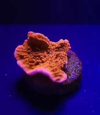 On Sale!! Beginner Live Coral Montipora Red Cap 1  Frag • $10