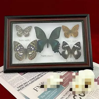 Beautiful Framed Butterfly Wall Decor Taxidermy Collectables Entomology Specimen • $22.99