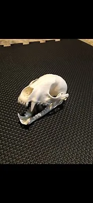 Real Raccoon Skull Taxidermy Trapping Hunting Bones Skeleton Museum Cabin Zoo • $20