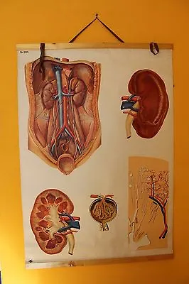 Original Vintage Medical Pull Down School Chart Of Kidneys • $81.23