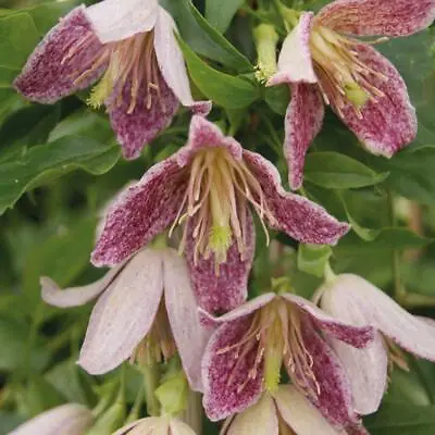 £16.99 • Buy Clematis Hardy Shrub Flower Garden Plant 'Advent Bells' 1 Or 2 X 7cm Pot T&M