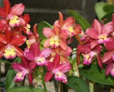 Cattleya Mericlone Seedling Plant....Ctt Gerard Nappert  Southern Cross  • $12