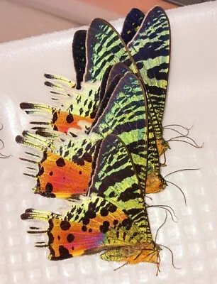 Urania Ripheus Sunset Moth  Male &female Wings Closed Lot Of 10 From Madagascar. • $95